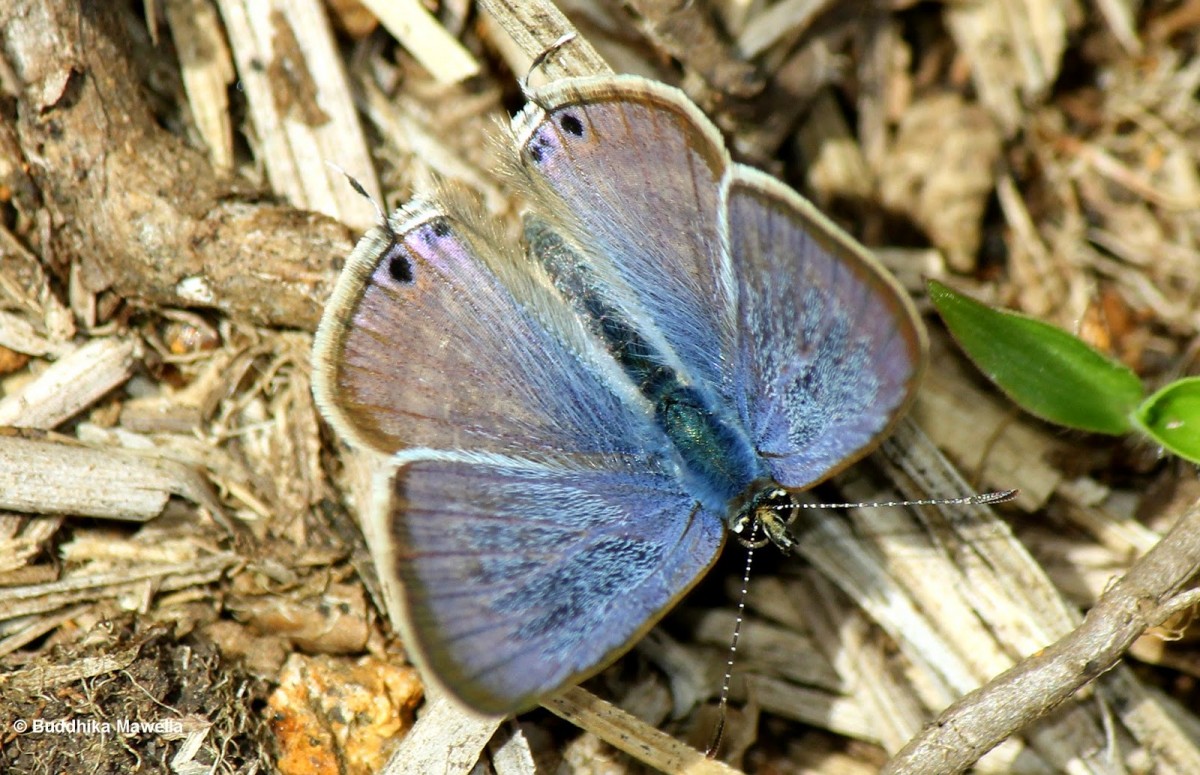 Lampides boeticus Linnaeus, 1767